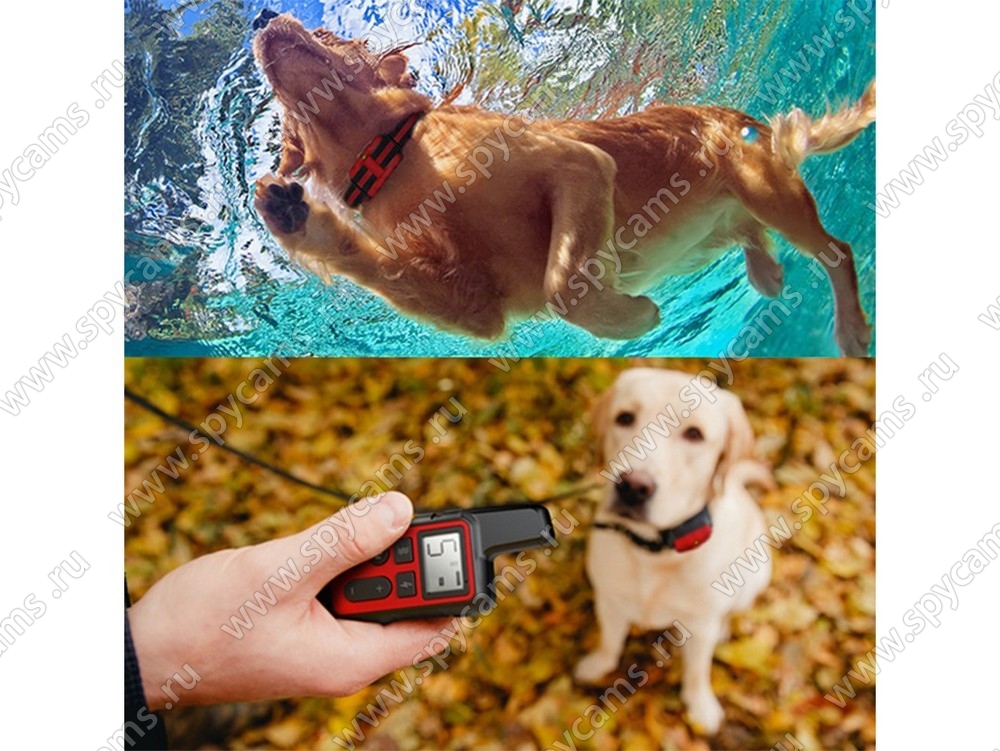 Электронный ошейник для дрессировки с пультом SAW-D058 купить по цене ...